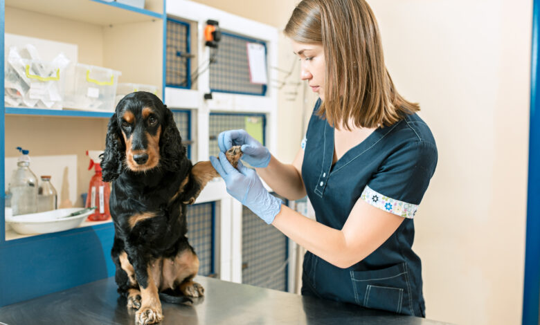 Inside the Pet Clinic: A Behind-the-Scenes Look at Veterinary Care