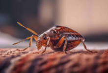 How to Get Rid of Bed Bugs Naturally at Home
