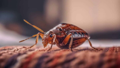 How to Get Rid of Bed Bugs Naturally at Home