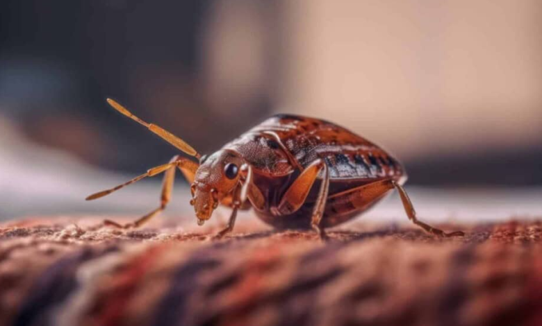 How to Get Rid of Bed Bugs Naturally at Home