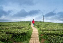 velocity data analysis report