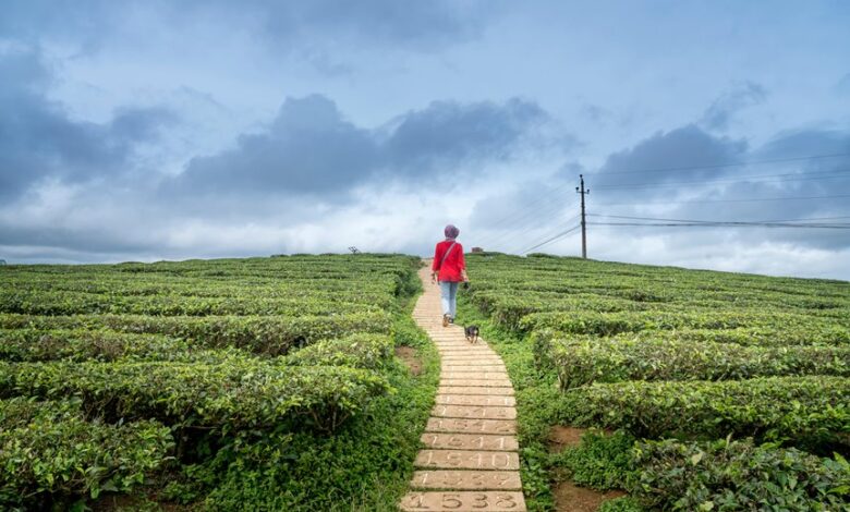 velocity data analysis report