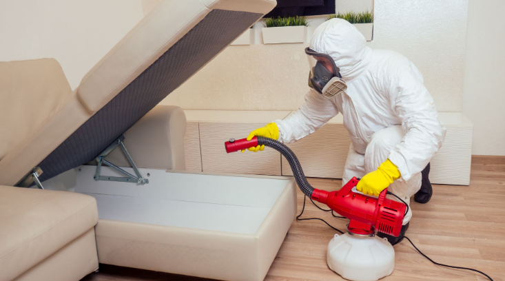 Effective Spider Pest Control Techniques for a Pest-Free Home