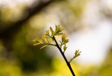 radiant growth strategy initiation